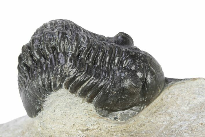 Bargain, Morocconites Trilobite Fossil - Ofaten, Morocco #340933